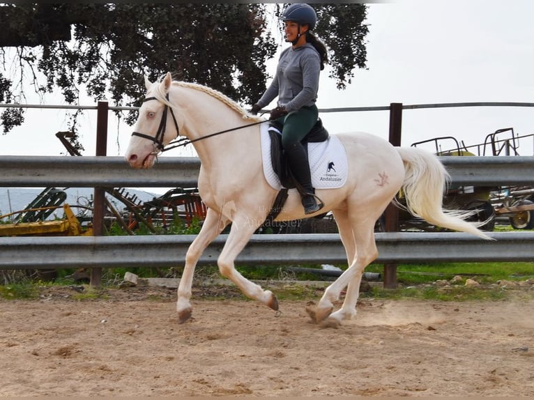 Andaluces Caballo castrado 12 años 155 cm Cremello in Provinz Cordoba