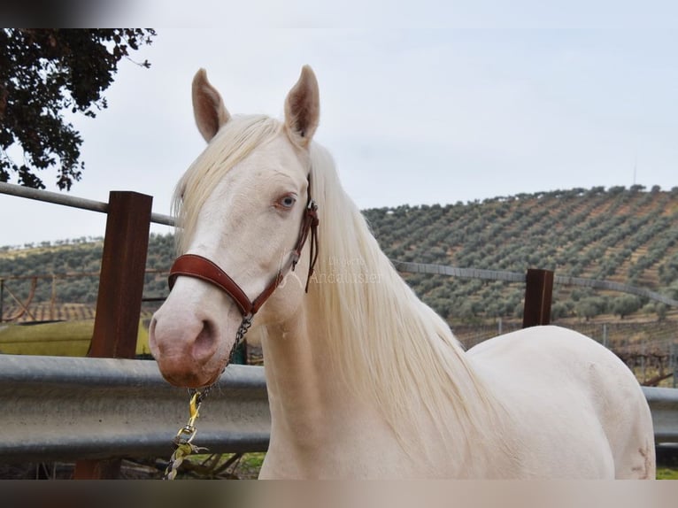 Andaluces Caballo castrado 12 años 155 cm Cremello in Provinz Cordoba