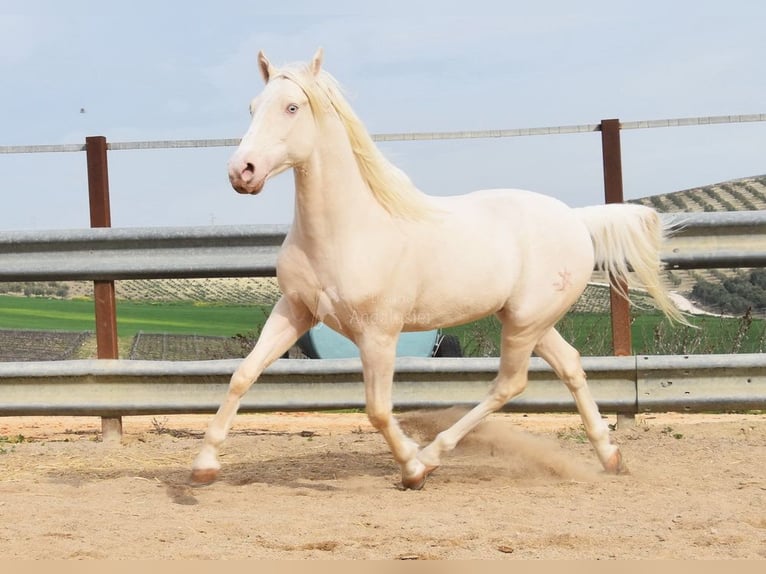 Andaluces Caballo castrado 12 años 155 cm Cremello in Provinz Cordoba