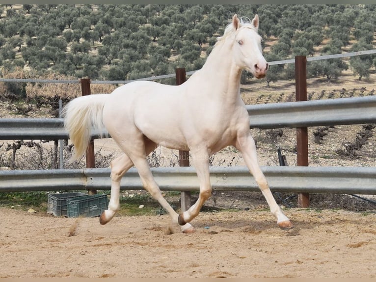 Andaluces Caballo castrado 12 años 155 cm Cremello in Provinz Cordoba