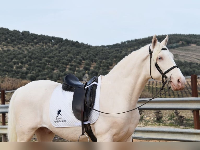 Andaluces Caballo castrado 12 años 155 cm Cremello in Provinz Cordoba