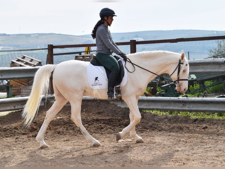 Andaluces Caballo castrado 12 años 155 cm Cremello in Provinz Cordoba