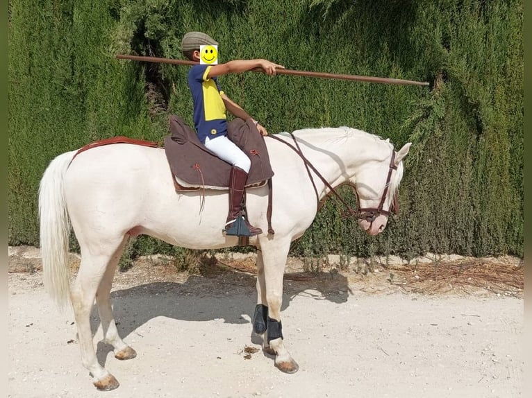 Andaluces Caballo castrado 12 años 155 cm Cremello in Provinz Cordoba