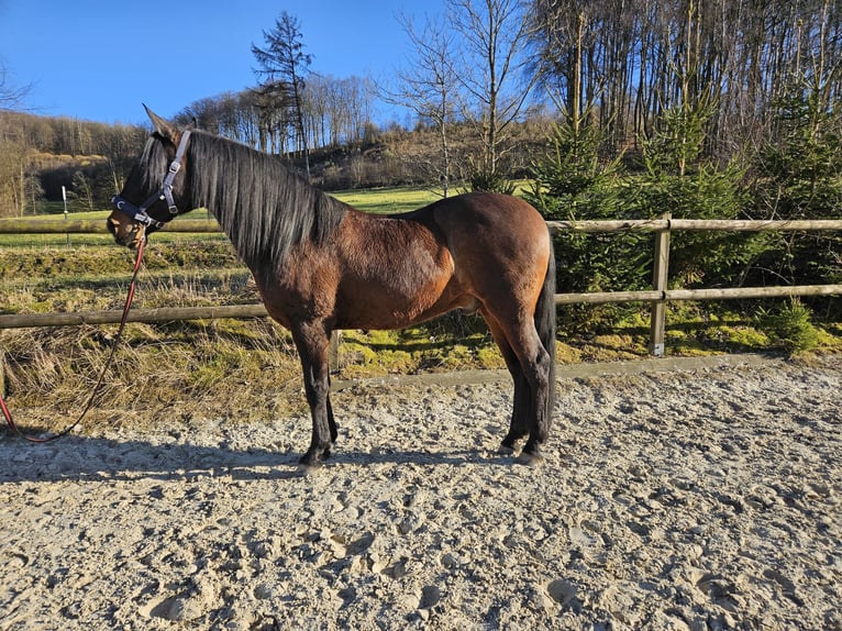 Andaluces Caballo castrado 12 años 158 cm Castaño oscuro in Bergneustadt