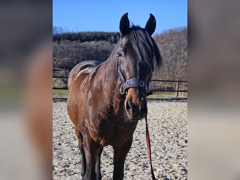 Andaluces Caballo castrado 12 años 158 cm Castaño oscuro in Bergneustadt