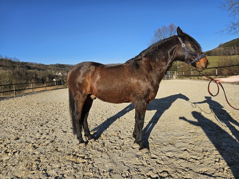 Andaluces Caballo castrado 12 años 158 cm Castaño oscuro in Bergneustadt