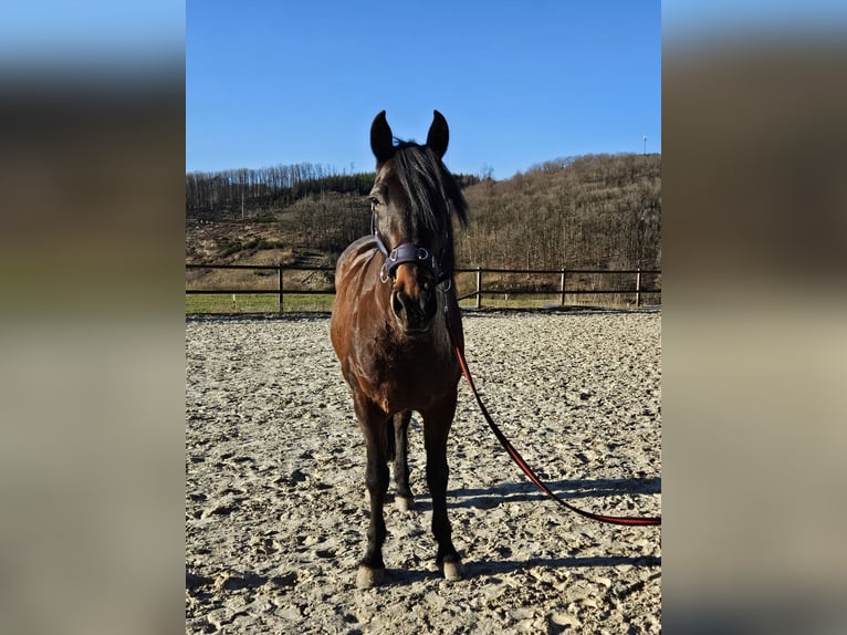 Andaluces Caballo castrado 12 años 158 cm Castaño oscuro in Bergneustadt