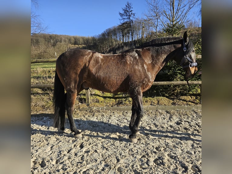 Andaluces Caballo castrado 12 años 158 cm Castaño oscuro in Bergneustadt