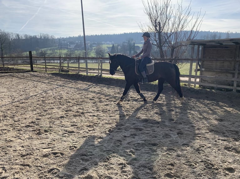 Andaluces Caballo castrado 12 años 158 cm Negro in Wolfwil