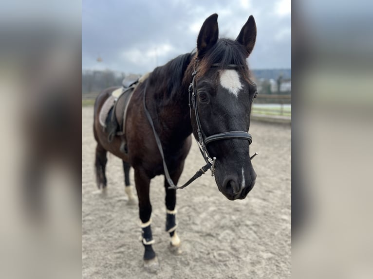 Andaluces Caballo castrado 12 años 158 cm Negro in Wolfwil