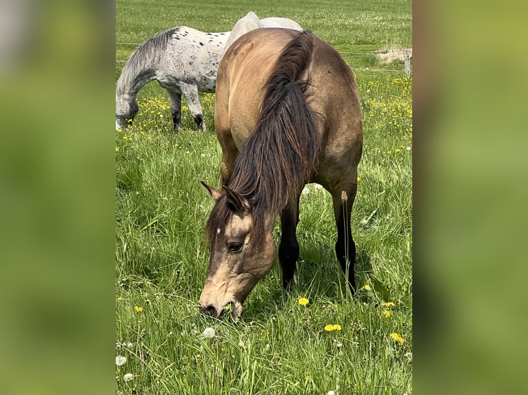 Andaluces Caballo castrado 12 años 162 cm Bayo in Schöffengrund