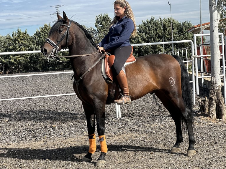 Andaluces Caballo castrado 12 años 164 cm Castaño in Madrid