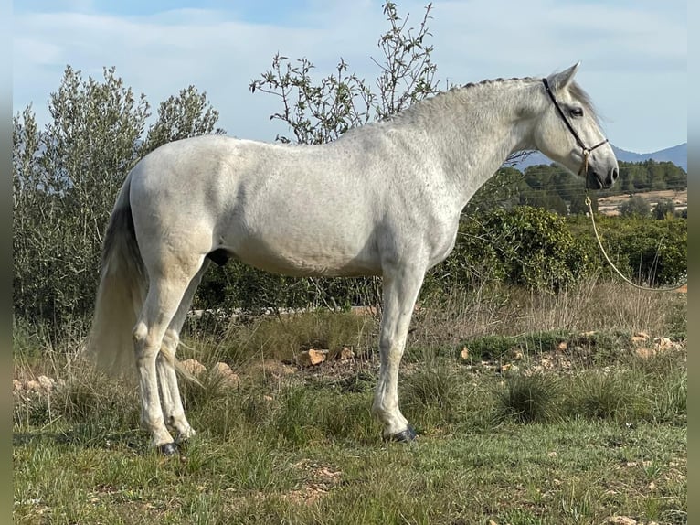 Andaluces Caballo castrado 12 años 164 cm Tordo rodado in Martfeld