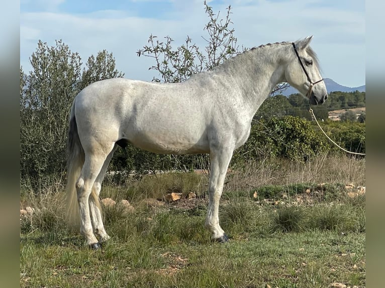 Andaluces Caballo castrado 12 años 164 cm Tordo rodado in Martfeld