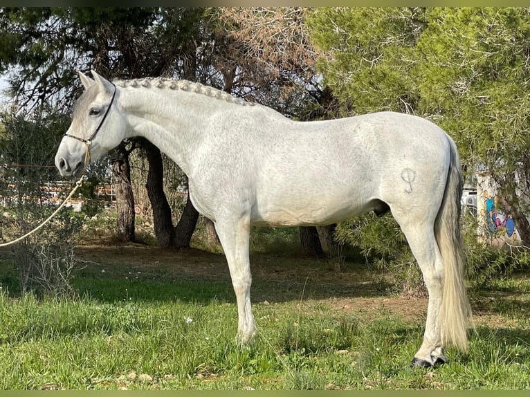 Andaluces Caballo castrado 12 años 164 cm Tordo rodado in Martfeld