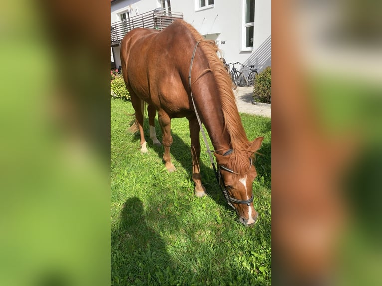 Andaluces Caballo castrado 12 años 165 cm Alazán in Alling