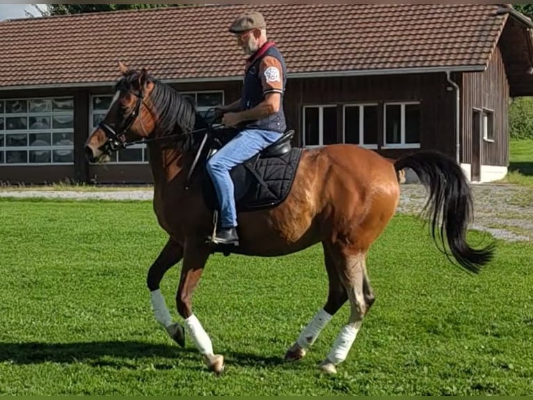 Andaluces Mestizo Caballo castrado 12 años 165 cm Castaño in Amlikon