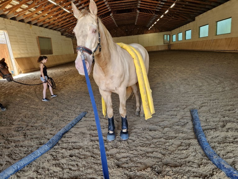 Andaluces Caballo castrado 12 años 165 cm Cremello in Ried am Riederberg