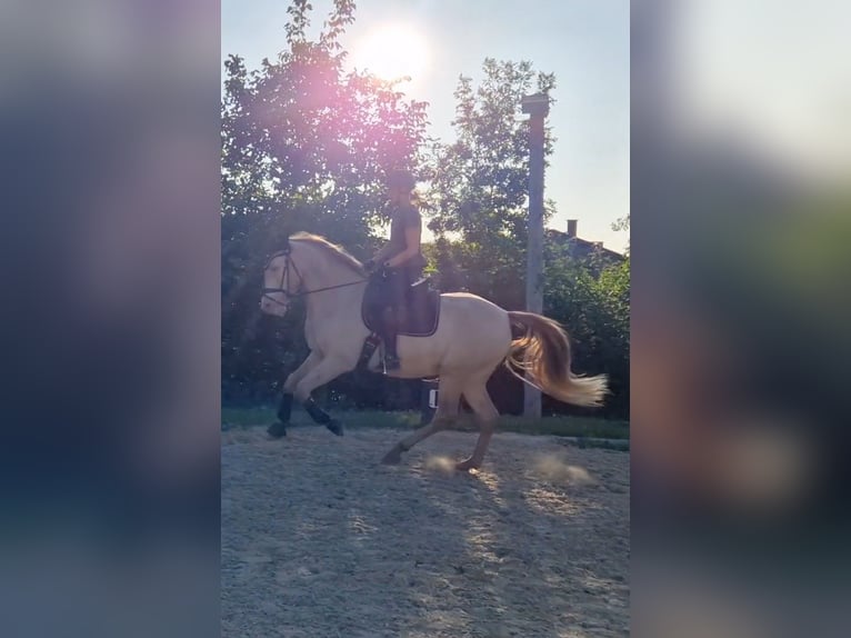 Andaluces Caballo castrado 12 años 165 cm Cremello in Ried am Riederberg