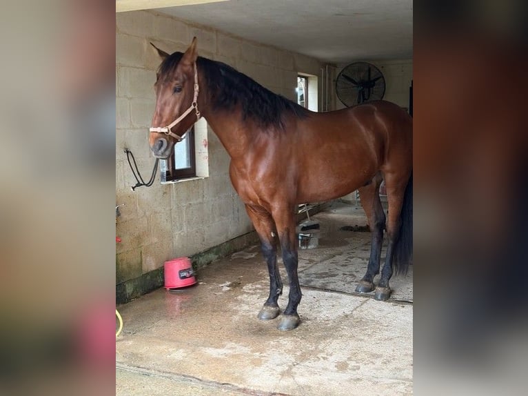 Andaluces Caballo castrado 12 años 170 cm Castaño rojizo in SIGGIEWI