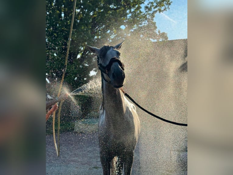 Andaluces Caballo castrado 12 años 170 cm Tordo rodado in Versmold