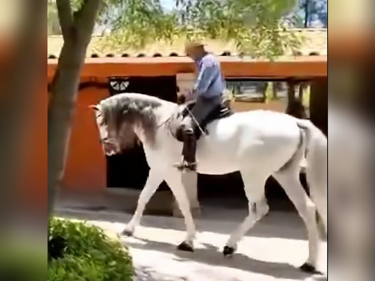 Andaluces Caballo castrado 12 años 175 cm Tordo in Westerlo