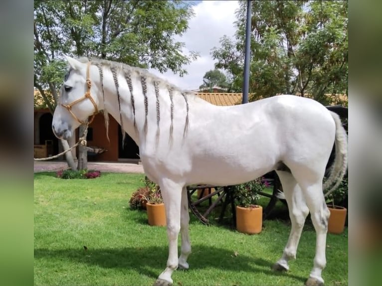 Andaluces Caballo castrado 12 años 175 cm Tordo in Westerlo