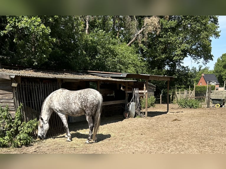 Andaluces Caballo castrado 12 años 175 cm White/Blanco in Mol