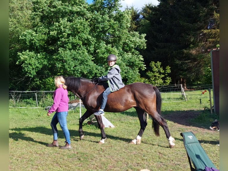Andaluces Caballo castrado 13 años 150 cm Castaño oscuro in Bad Sooden-Allendorf