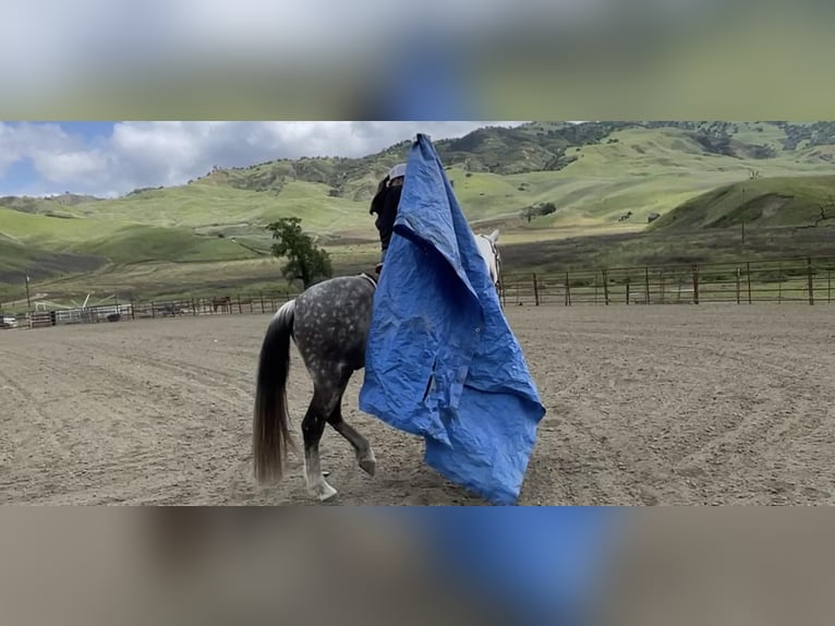 Andaluces Caballo castrado 13 años 150 cm Tordo in Paicines Ca