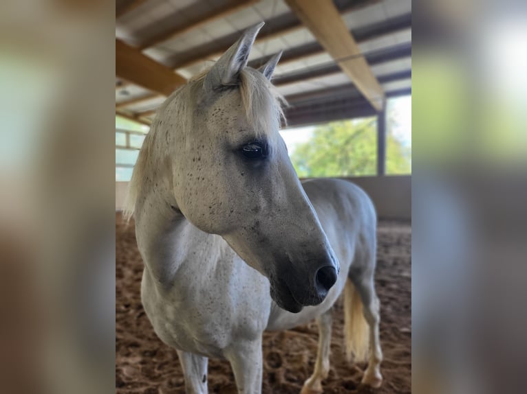 Andaluces Caballo castrado 13 años 153 cm Tordo picazo in Hennef Meisenbach