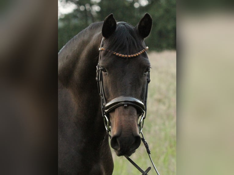 Andaluces Caballo castrado 13 años 155 cm Morcillo in Fockbek