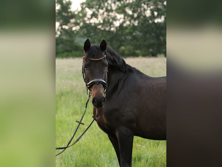 Andaluces Caballo castrado 13 años 155 cm Morcillo in Fockbek