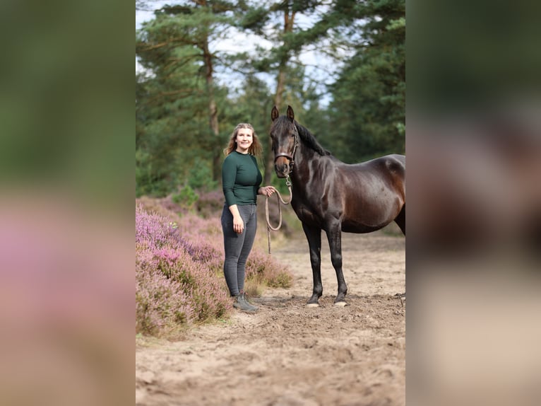 Andaluces Caballo castrado 13 años 155 cm Morcillo in Fockbek