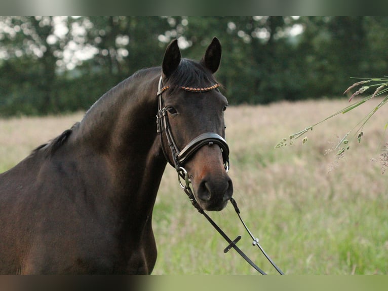 Andaluces Caballo castrado 13 años 155 cm Morcillo in Fockbek