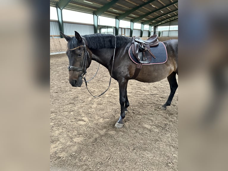 Andaluces Caballo castrado 13 años 155 cm Morcillo in Fockbek