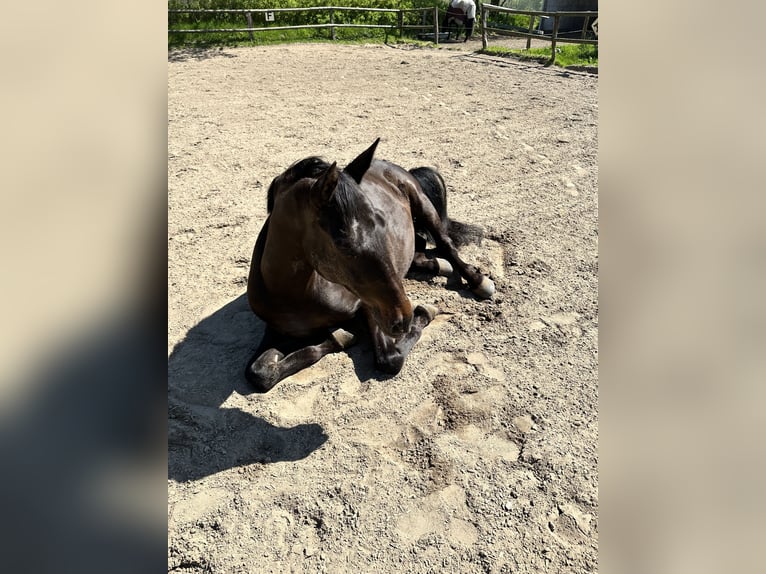 Andaluces Caballo castrado 13 años 155 cm Morcillo in Fockbek