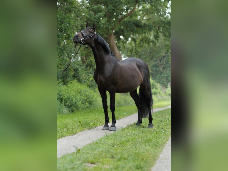 Andaluces Caballo castrado 13 años 155 cm Morcillo in Fockbek