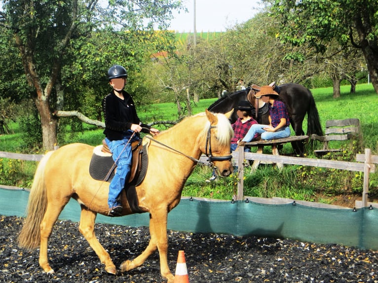 Andaluces Caballo castrado 13 años 155 cm Palomino in Müllheim