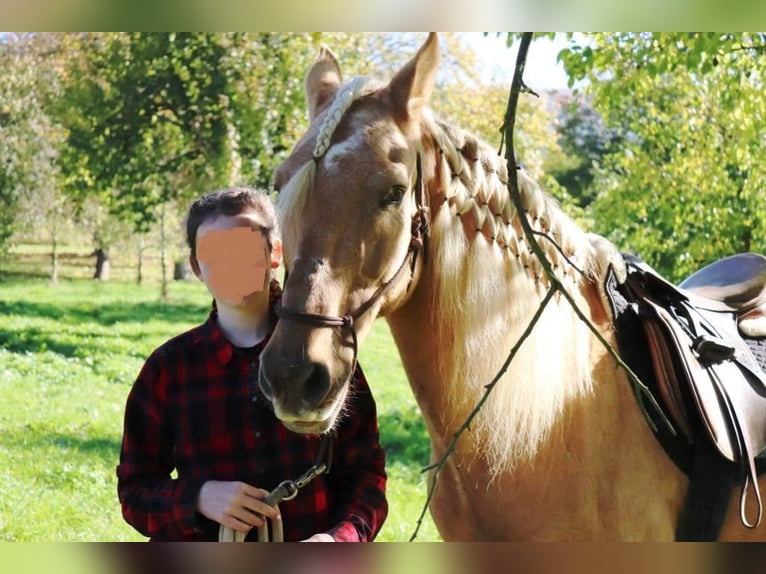 Andaluces Caballo castrado 13 años 155 cm Palomino in Müllheim