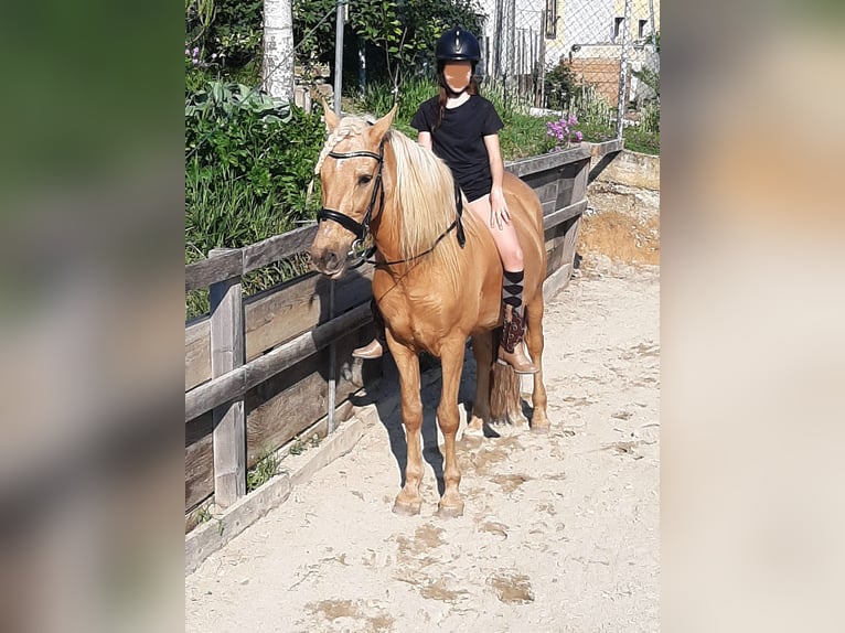 Andaluces Caballo castrado 13 años 155 cm Palomino in Müllheim