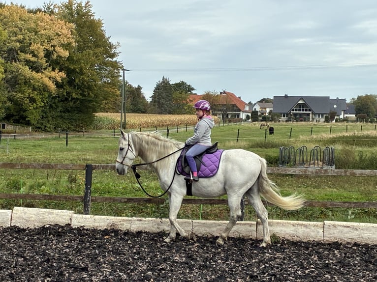Andaluces Caballo castrado 13 años 156 cm Tordo in Espelkamp