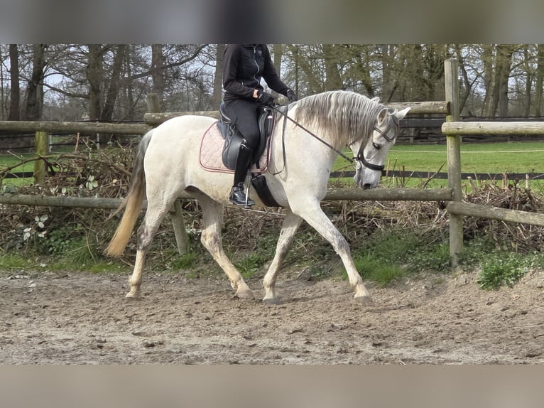 Andaluces Caballo castrado 13 años 156 cm Tordo in Wachtendonk