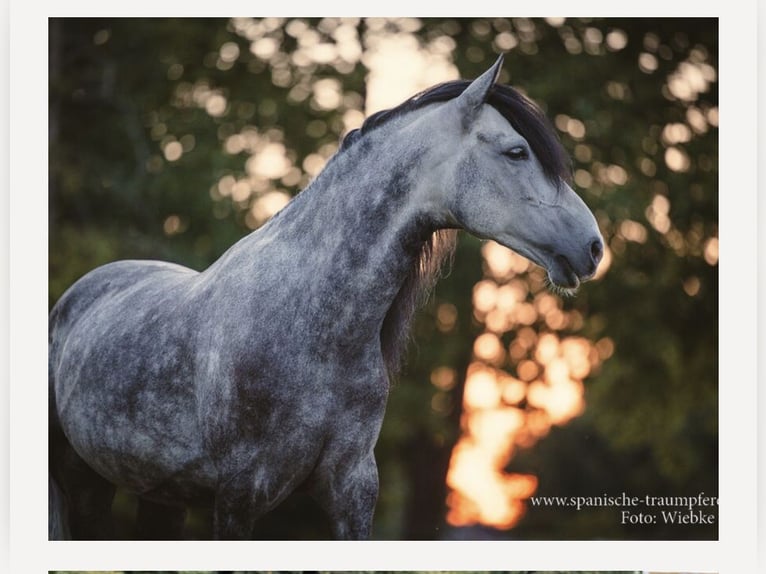 Andaluces Caballo castrado 13 años 158 cm Tordo rodado in Amelinghausen