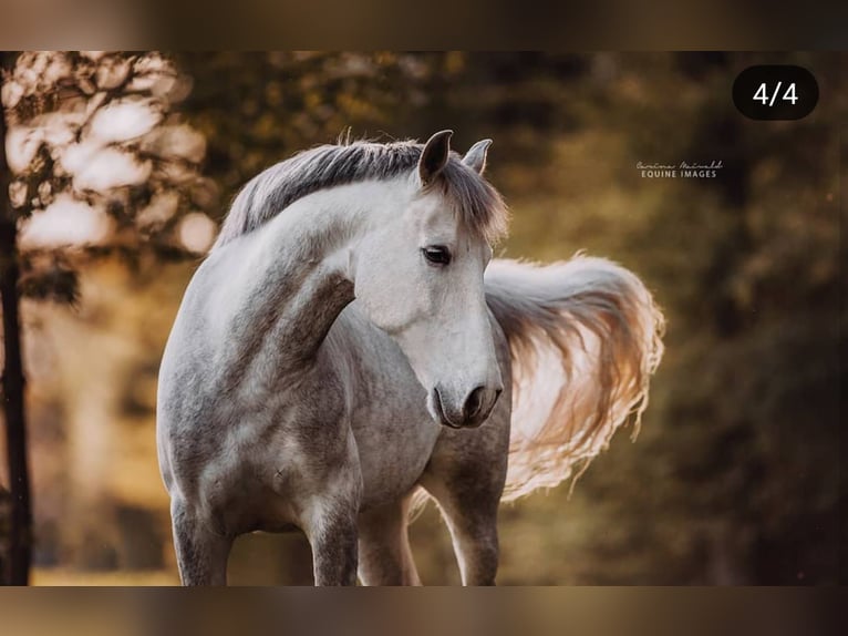 Andaluces Caballo castrado 13 años 160 cm Tordo in Lippstadt