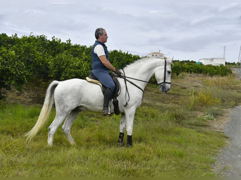 Andaluces Caballo castrado 13 años 160 cm Tordo in Galaroza (Huelva)