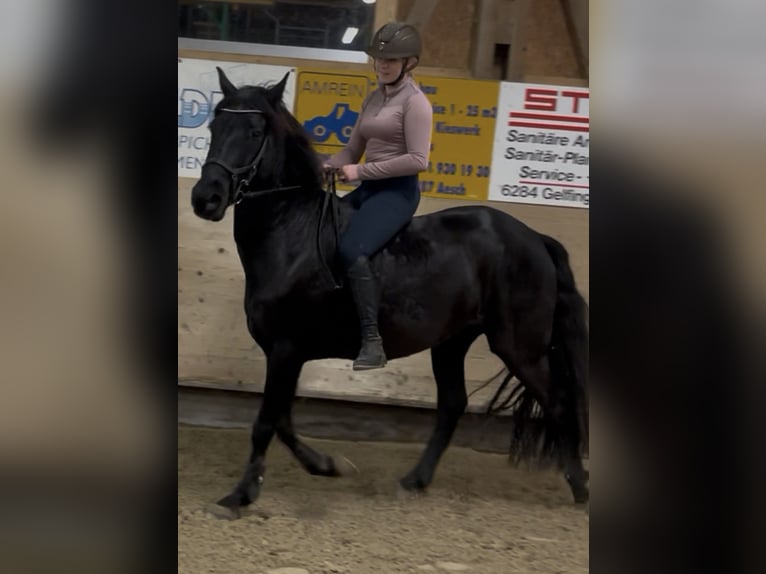 Andaluces Caballo castrado 13 años 162 cm Negro in Ermensee