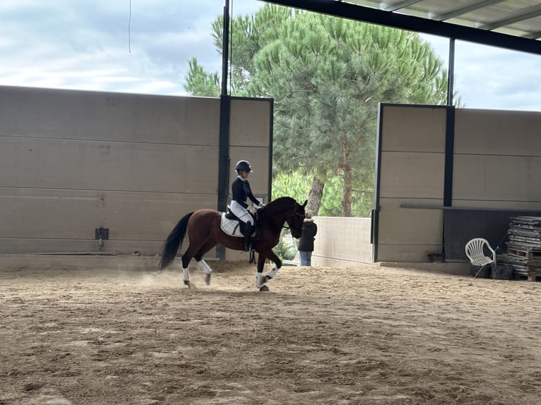 Andaluces Caballo castrado 13 años 163 cm Castaño in Valdetorres De Jarama