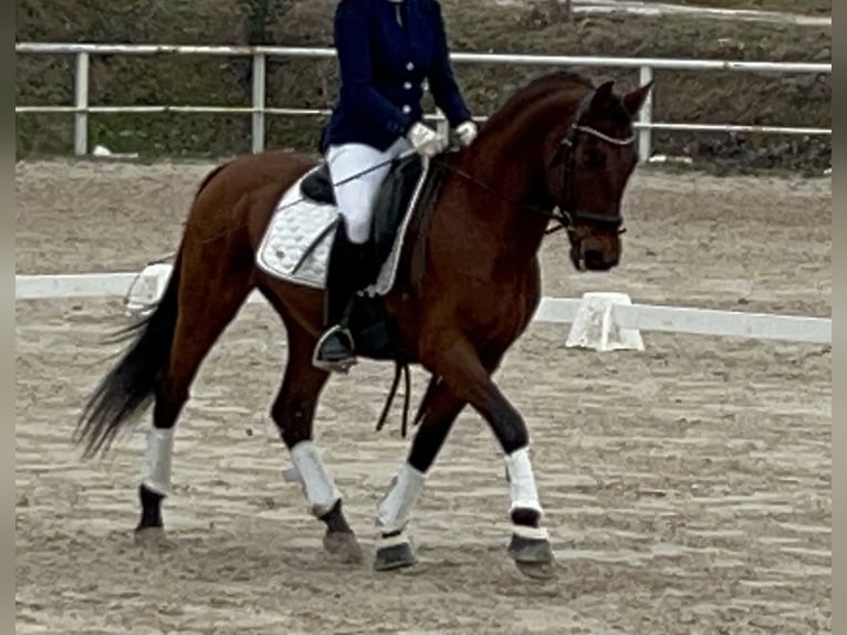 Andaluces Caballo castrado 13 años 163 cm Castaño in Valdetorres De Jarama