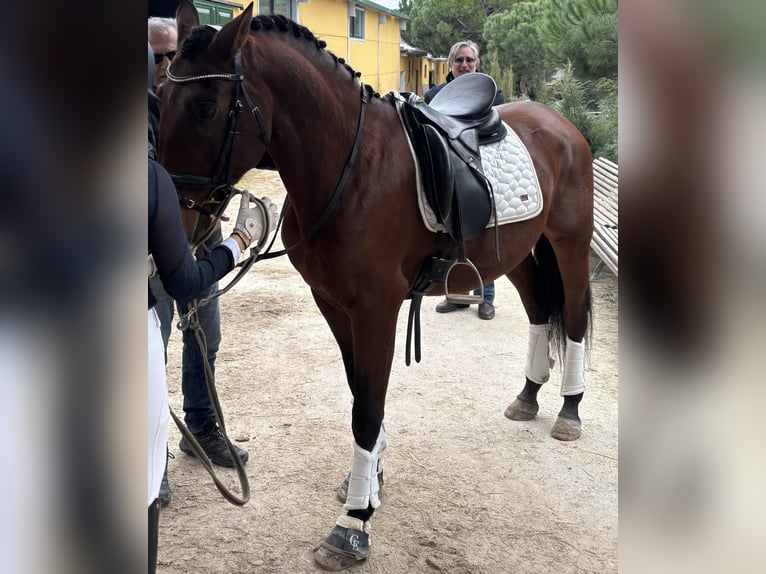 Andaluces Caballo castrado 13 años 163 cm Castaño in Valdetorres De Jarama